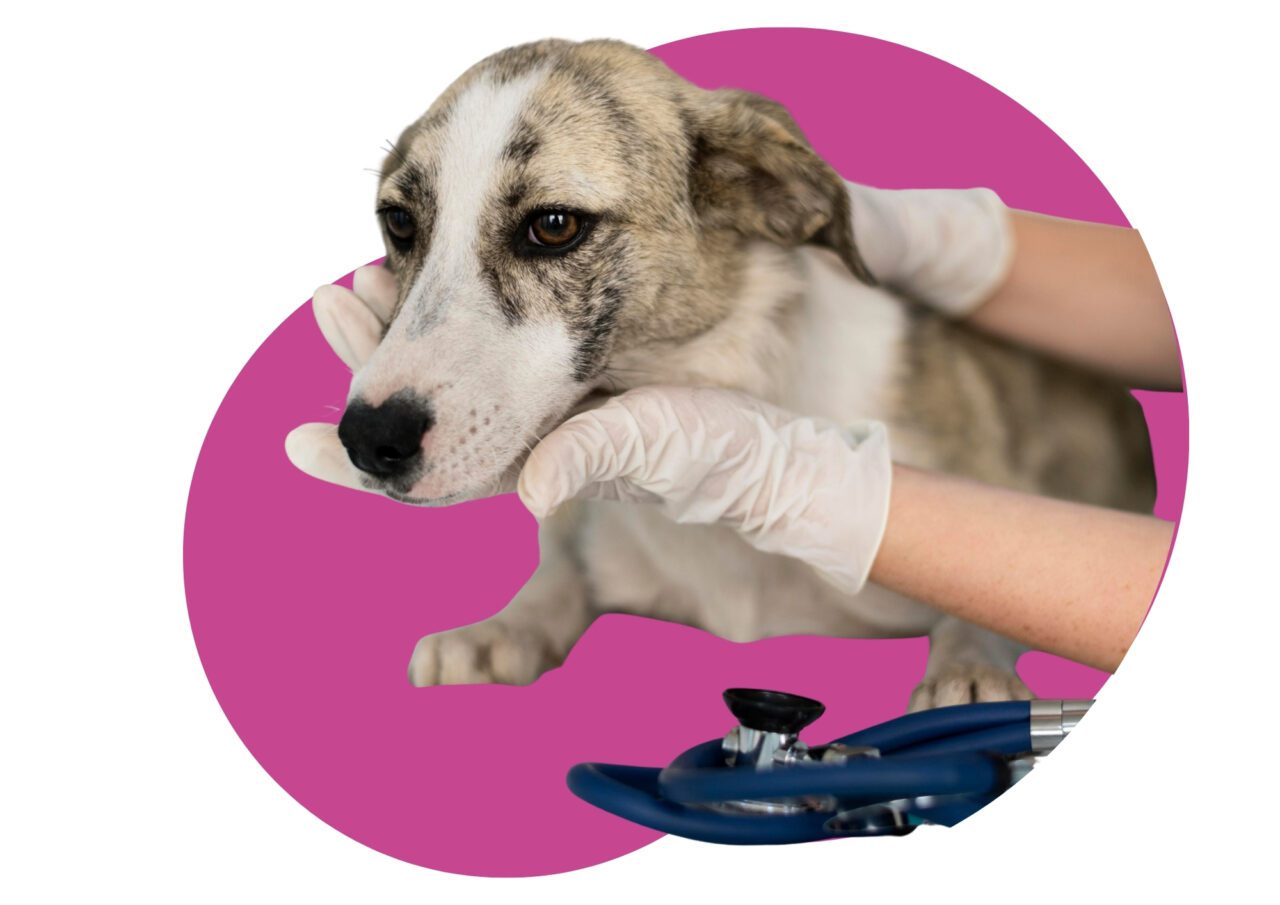 Cuál-es-el-mejor-seguro-para-mascotas