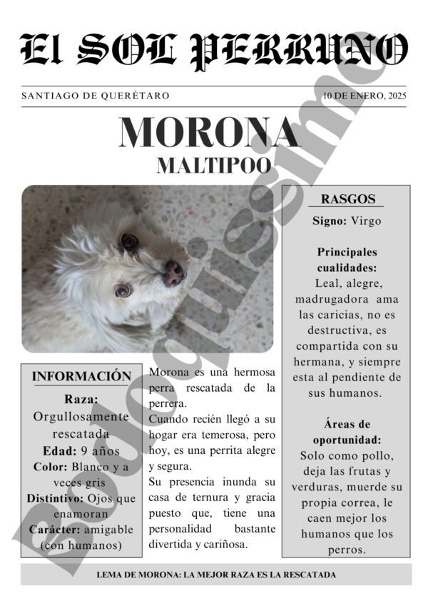 Portada estelar-Mi mascota perro